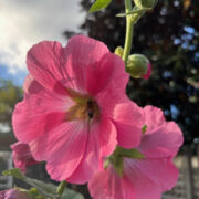 Alcea rosea-Hybr Spotlight Series 'Radiant Rose' seeds - (Hollyhock)