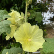 Alcea rugosa seeds