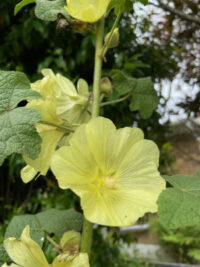Alcea rugosa plants