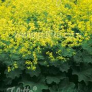 Alchemilla mollis 'Select' seeds