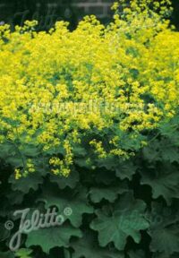 Alchemilla mollis 'Select' seeds
