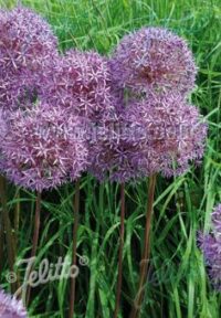 Allium aflatunense seeds - (Persian Onion)