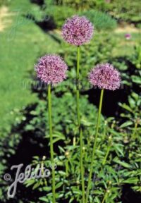Allium rosenbachianum seeds - (Rosenbach allium)