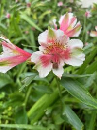 Alstroemeria ligtu-hybrid 'Dandy Candy Mix 'seeds -(Peruvian Lily) - Image 2