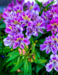 Alstroemeria ligtu 'Butterfly hybrids' plants - (Peruvian Lily)