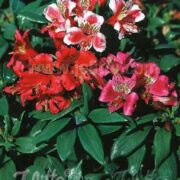 Alstroemeria ligtu-hybrid 'Dandy Candy Mix 'seeds -(Peruvian Lily)