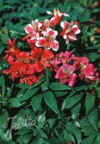 Alstroemeria ligtu-hybrid 'Dandy Candy Mix 'seeds -(Peruvian Lily)