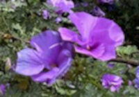 Alyogyne huegelii  seeds - (Blue Hibiscus)