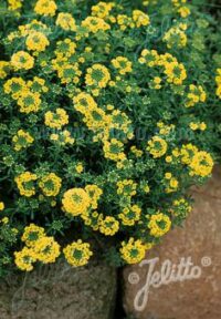 Alyssum montanum 'Mountain Gold' seeds