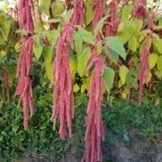 Amaranthus caudatus 'Coral Fountain' seeds