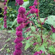 Amaranthus caudatus var. gibbosus 'Dreadlocks' seeds -( Love Lies Bleeding)
