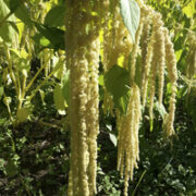 Amaranthus caudatus 'Emerald Tassels' seeds