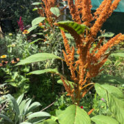 Amaranthus cruentus 'Hot Biscuits' seeds