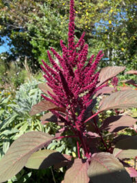 Amaranthus cruentus 'Hot Chili' seeds