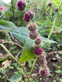 Amaranthus caudatus 'Mira' seeds -(Love Lies Bleeding)