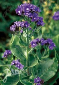 Anchusa azurea seeds - (Italian Bugloss, Dropmore)