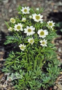 Anemone multifida 'Annabella White' seeds - (Windflower)