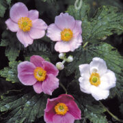 Anemone huphensis 'Rose Beauty' seeds - ( Japanese Anemone, Japanese Windflower)