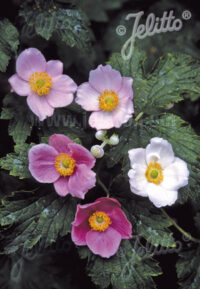 Anemone huphensis 'Rose Beauty' seeds - ( Japanese Anemone, Japanese Windflower)