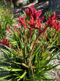 Anigozanthos flavidus seeds -(Tall Kangaroo Paw, Evergreen Kangaroo Paw)