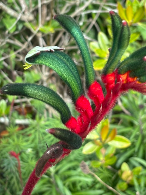 Anigozanthos manglesii seeds - ( Kangaroo Paw) - Image 2