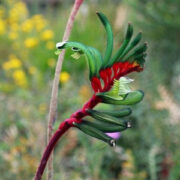 Anigozanthos manglesii seeds - ( Kangaroo Paw)