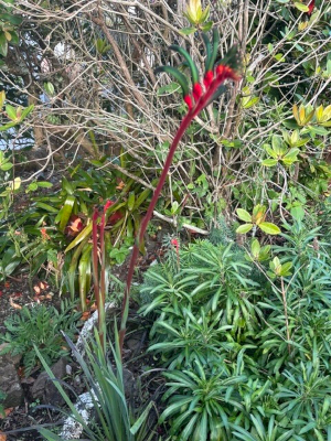 Anigozanthos manglesii seeds - ( Kangaroo Paw) - Image 2