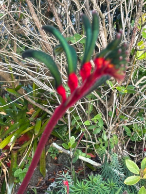 Anigozanthos manglesii seeds - ( Kangaroo Paw) - Image 3