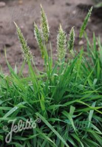 Anthoxanthum oderatum seeds - ( Sweet Vernal Grass)