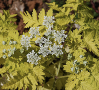 Anthriscus sylvestris 'Golden Fleece' seeds - ( Cow parsley, Queen Annes Lace)
