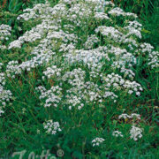 Anthriscus sylvestris seeds  - ( Cow parsley, Queen Annes Lace)