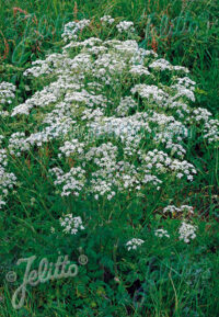 Anthriscus sylvestris seeds  - ( Cow parsley, Queen Annes Lace)
