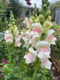Antirrhinum majus 'Potomac Apple Blossom' seeds