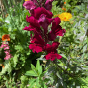 Antirrhinum nanum 'Black Prince' seeds - (Snapdragon)