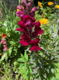 Antirrhinum majus 'Black Prince' seeds - (Snapdragon)