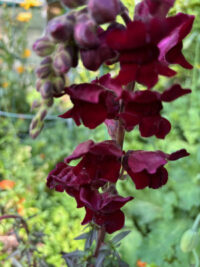 Antirrhinum majus 'Black Prince' seeds - (Snapdragon) - Image 2