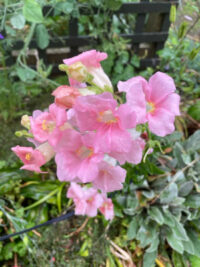 Antirrhinum majus F1 'Chantilly Light Pink' seeds -(Snapdragon)