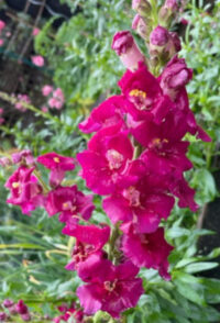 Antirrhinum majus 'Chantilly Purple' seeds- ( Snapdragon)