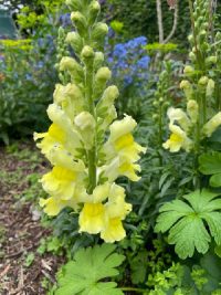 Antirrhinum majus 'Liberty Classic Yellow' - ( Snapdragon)