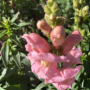 Antirrhinum majus 'Giant Appleblossom' seeds - (Snapdragon)