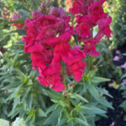 Antirrhinum majus 'Giant Cherry' seeds - (Snapdragon)