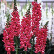 Antirrhinum majus 'Giant Cherry' seeds - (Snapdragon)