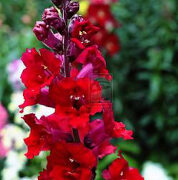Antirrhinum majus 'Giant Scarlet' - ( Snapdragon)