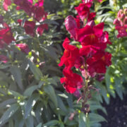 Antirrhinum majus 'Giant Scarlet' seeds - ( Snapdragon)