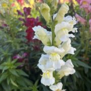 Antirrhinum majus 'Giant White' seeds - (Snapdragon)