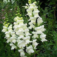 Antirrhinum majus 'Giant White' - (Snapdragon)