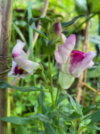 Antirrhinum majus 'Lipstick Silver' seeds -( Snapdragon)