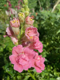 Antirrhinum majus F1 'Madame  Butterfly Mix' seeds -(Snapdragon)