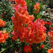 Antirrhinum majus F1 'Chantilly Bronze , with white throat ' seeds - (Snapdragon)