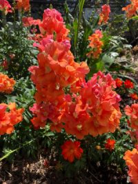 Antirrhinum majus F1 'Chantilly Bronze , with white throat ' seeds - (Snapdragon)